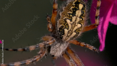 Close-up of large spider on flowers. Creative. Big beautiful spider with pattern on its back sits on flowers. Wild meadow spider on flower petals. Macrocosm of summer meadow