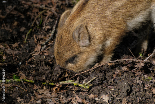 Natuurpark Lelystad photo