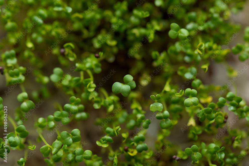 Close-up of micro greens broccoli growing on a linen mat. Close-up of micro greens broccoli growing on a linen mat.