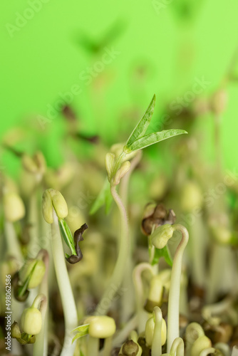 Mung Bean sprout grow at home. Concept of healthy nutrition.