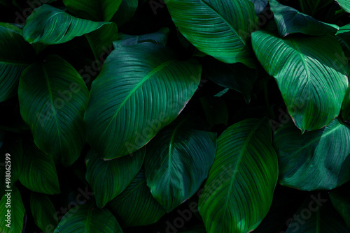 leaves of Spathiphyllum cannifolium  abstract green texture  nature background  tropical leaf