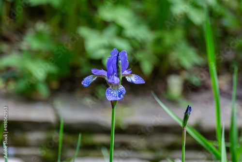 Blooming blue Siberian flag flower