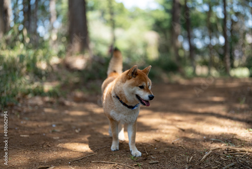 森の中の柴犬 © ogiyu