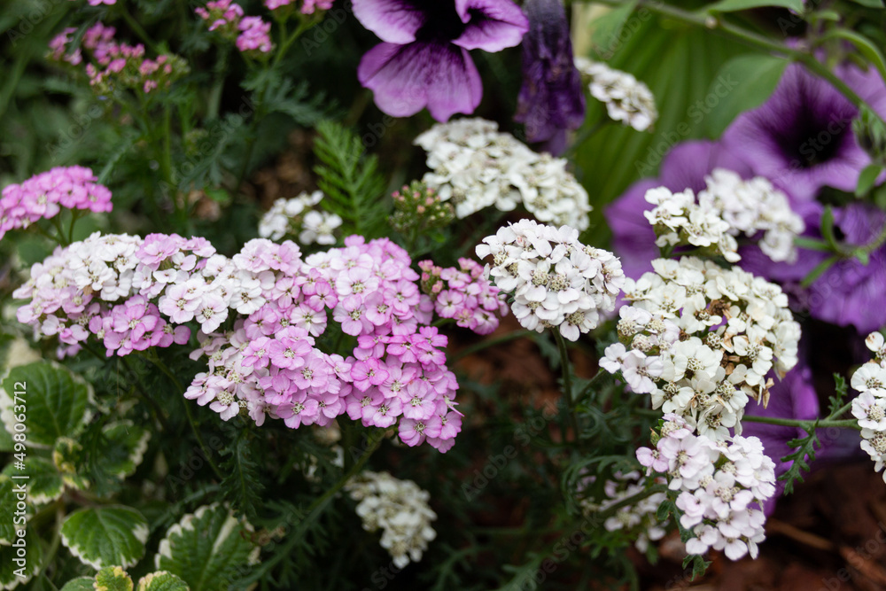 Beautiful blooming white and purple flowers Beautiful blooming white and purple flowers
