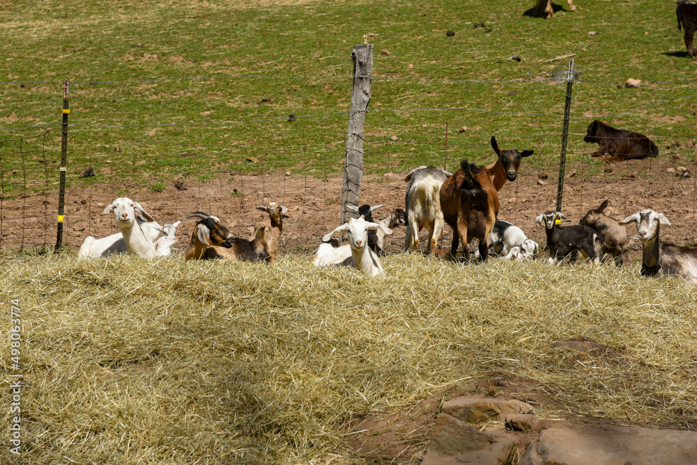 Goats sitting in field