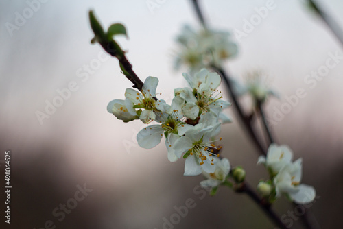 Spring Cherry Flower