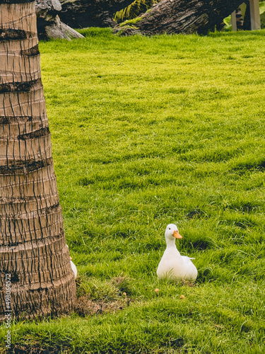 Wild duck in the grass of the garden