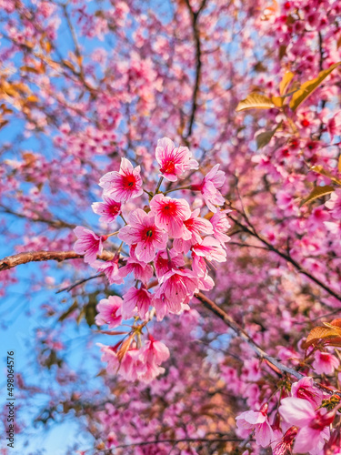 Beautiful Sakura flowers during spring season in the park