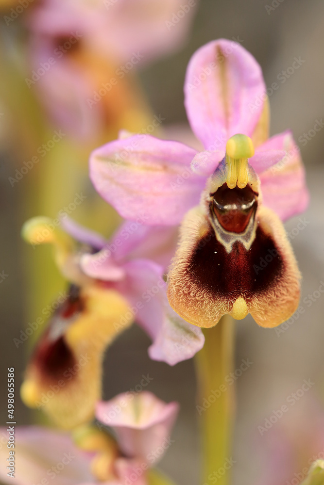 Saw-fly Orchid (Ophrys tenthredinifera) on xerothermic grassland in Crete