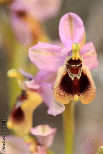 Obraz na płótnie Saw-fly Orchid (Ophrys tenthredinifera) on xerothermic grassland in Crete w salonie
