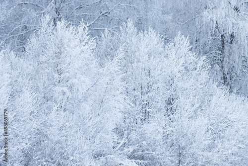 Frosty trees on a cold winter day in Estonia, Northern Europe