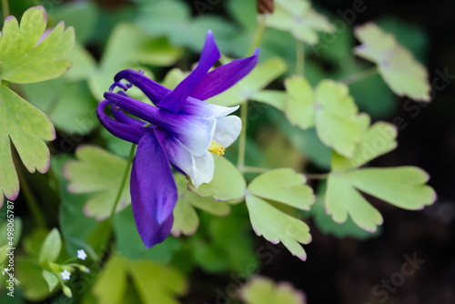 Fotobehang Aquilegia vulgaris, European columbine or granny's nightcap white-blue flower cl
