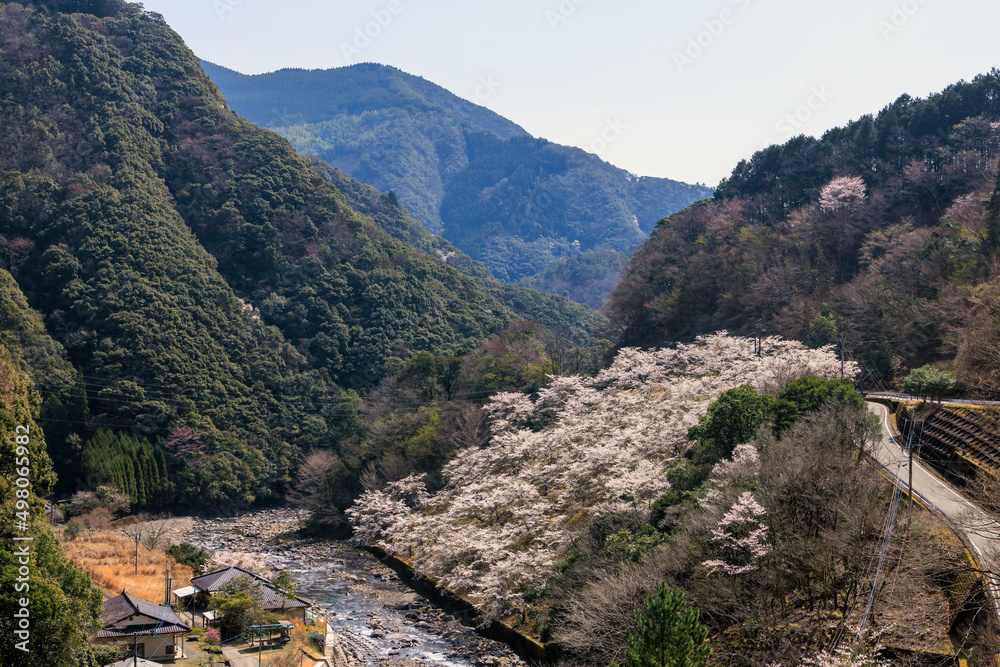 Fototapeta premium 桜とミツマタ 