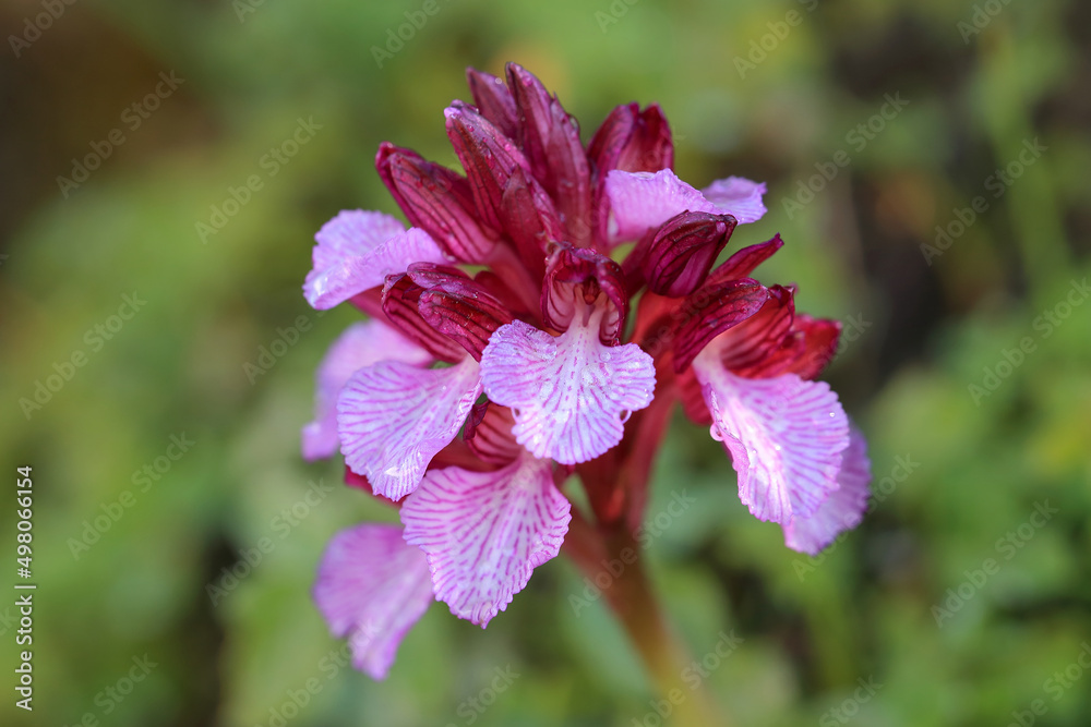 The butterfly orchid (Orchis papilionacea) on the xerothermic grassland in Crete