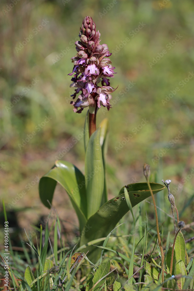 The giant orchid (Barlia robertiana) on the xerothermic grassland in Crete