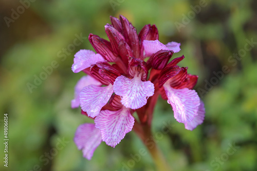 Obraz na płótnie The butterfly orchid (Orchis papilionacea) on the xerothermic grassland in Crete w salonie