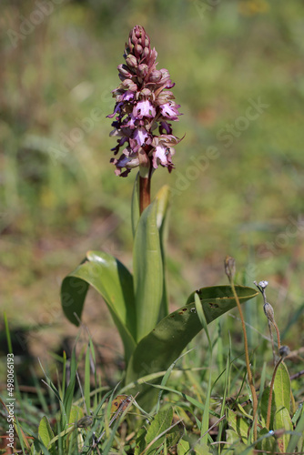 Obraz na płótnie The giant orchid (Barlia robertiana) on the xerothermic grassland in Crete w salonie
