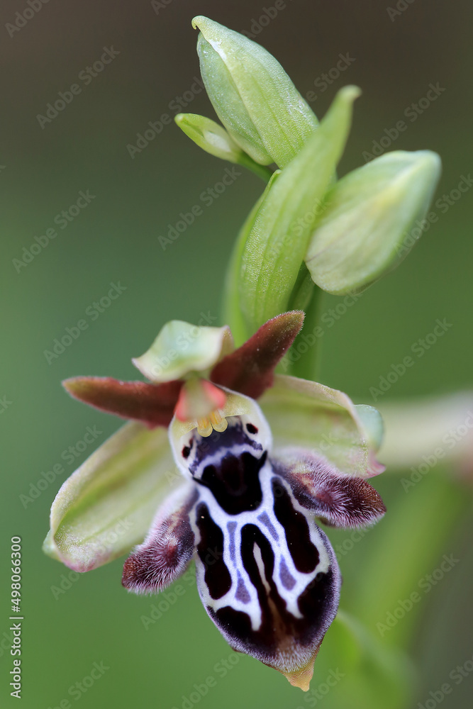 Rare, endemic Cretan bee-orchid (Ophrys cretica ssp. ariadne) on xerothermic grassland in Crete