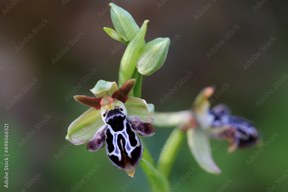 Rare, endemic Cretan bee-orchid (Ophrys cretica ssp. ariadne) on xerothermic grassland in Crete