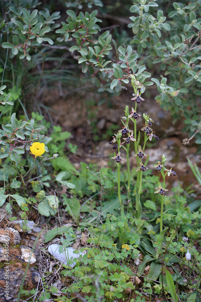 Rare, endemic Cretan bee-orchid (Ophrys cretica ssp. ariadne) on xerothermic grassland in Crete