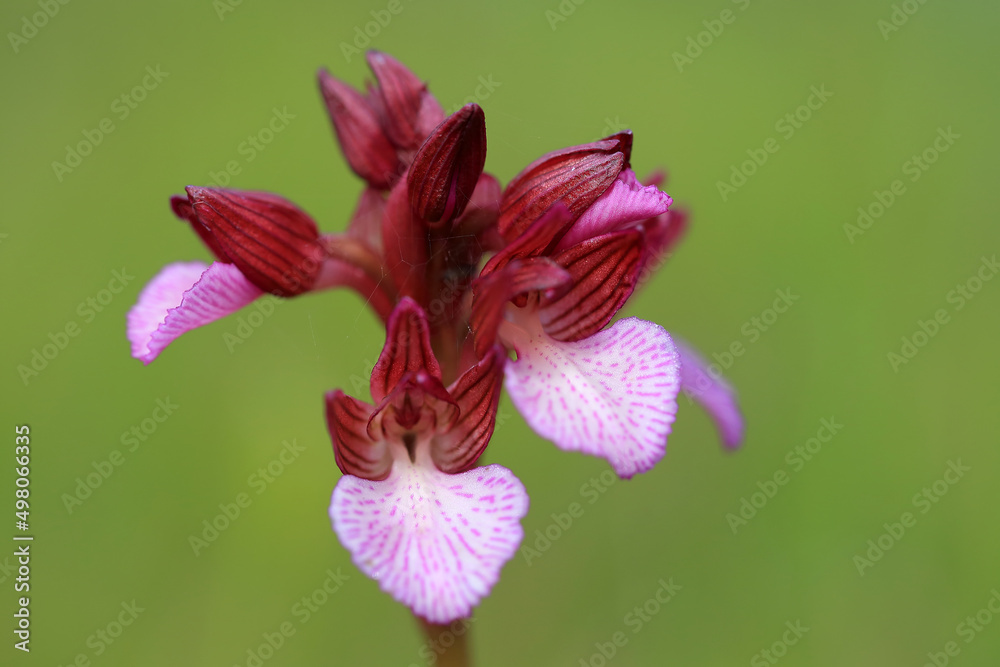 The butterfly orchid (Orchis papilionacea) on the xerothermic grassland in Crete