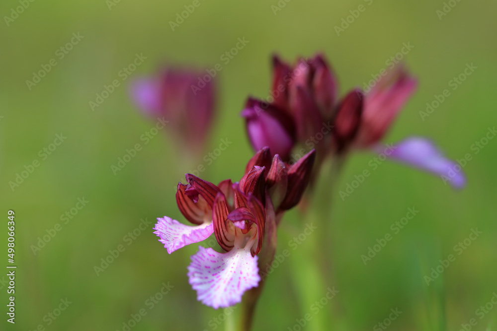 The butterfly orchid (Orchis papilionacea) on the xerothermic grassland in Crete