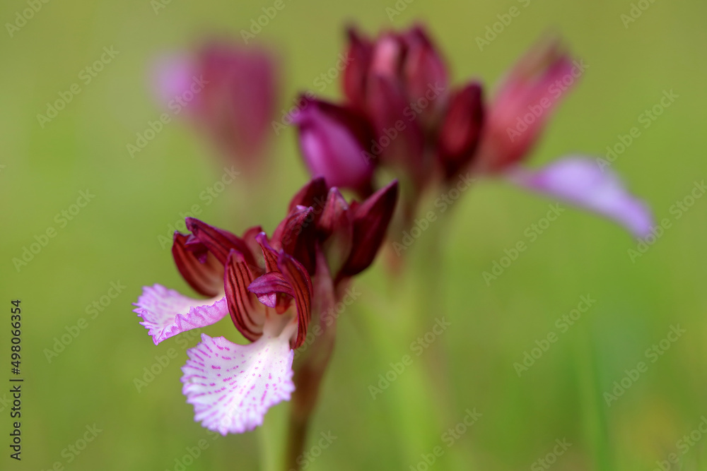 The butterfly orchid (Orchis papilionacea) on the xerothermic grassland in Crete