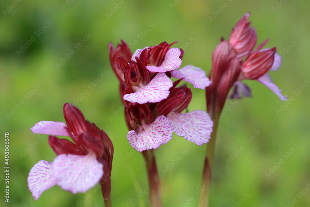 The butterfly orchid (Orchis papilionacea) on the xerothermic grassland in Crete