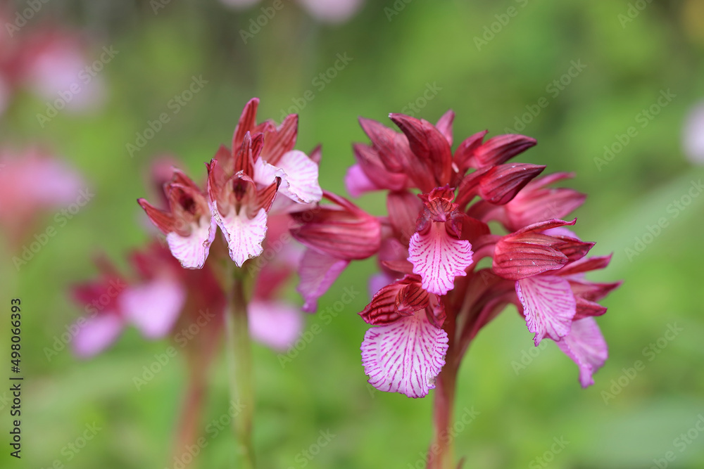 The butterfly orchid (Orchis papilionacea) on the xerothermic grassland in Crete