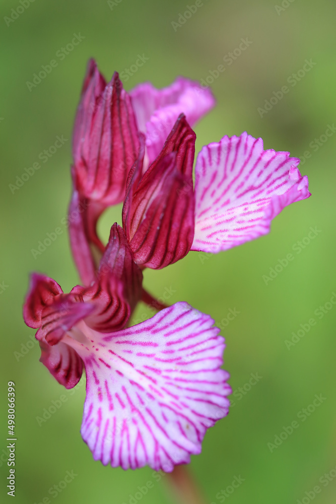 The butterfly orchid (Orchis papilionacea) on the xerothermic grassland in Crete