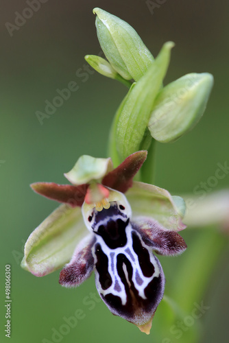 Obraz na płótnie Rare, endemic Cretan bee-orchid (Ophrys cretica ssp. ariadne) on xerothermic grassland in Crete w salonie