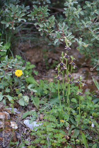 Obraz na płótnie Rare, endemic Cretan bee-orchid (Ophrys cretica ssp. ariadne) on xerothermic grassland in Crete w salonie