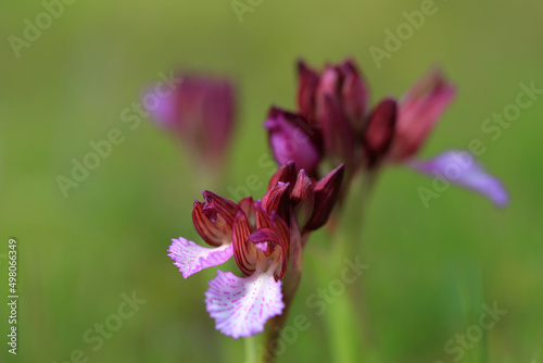 Obraz na płótnie The butterfly orchid (Orchis papilionacea) on the xerothermic grassland in Crete w salonie