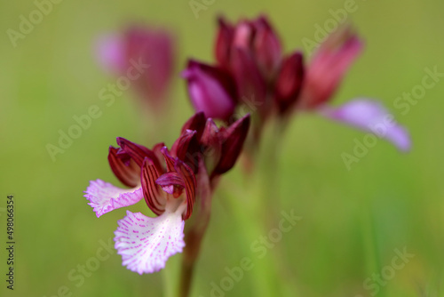 Obraz na płótnie The butterfly orchid (Orchis papilionacea) on the xerothermic grassland in Crete w salonie