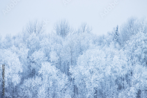 Frosty mixed boreal forest on a cold day in Estonia, Northern Europe