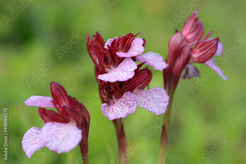 Obraz na płótnie The butterfly orchid (Orchis papilionacea) on the xerothermic grassland in Crete w salonie