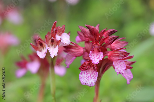 Obraz na płótnie The butterfly orchid (Orchis papilionacea) on the xerothermic grassland in Crete w salonie