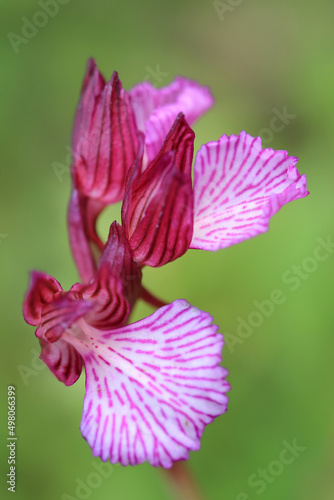 Obraz na płótnie The butterfly orchid (Orchis papilionacea) on the xerothermic grassland in Crete w salonie
