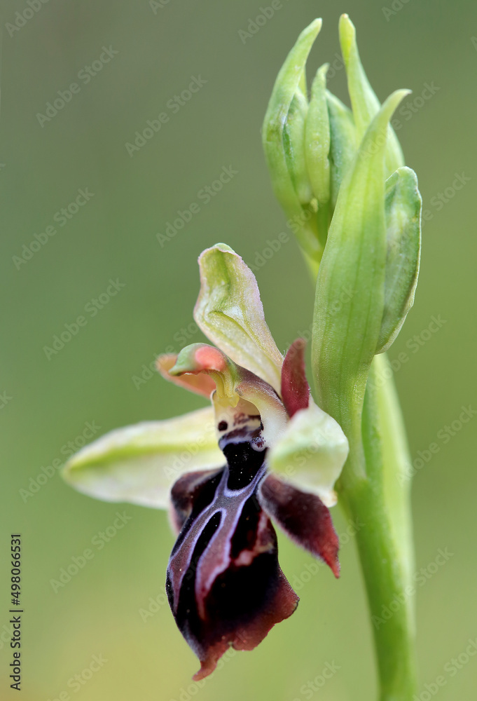 Rare, endemic Cretan bee-orchid (Ophrys cretica ssp. ariadne) on xerothermic grassland in Crete