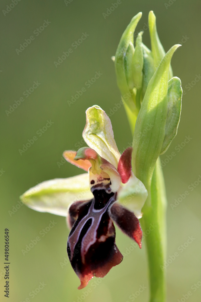 Rare, endemic Cretan bee-orchid (Ophrys cretica ssp. ariadne) on xerothermic grassland in Crete