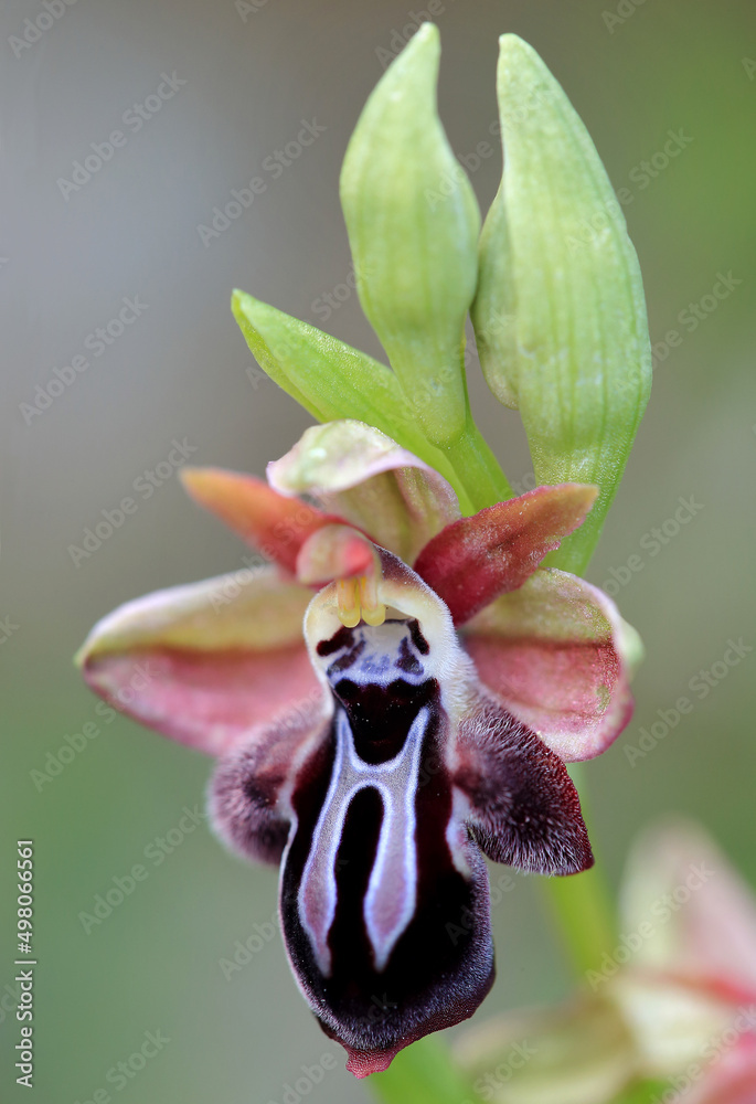 Rare, endemic Cretan bee-orchid (Ophrys cretica ssp. ariadne) on xerothermic grassland in Crete