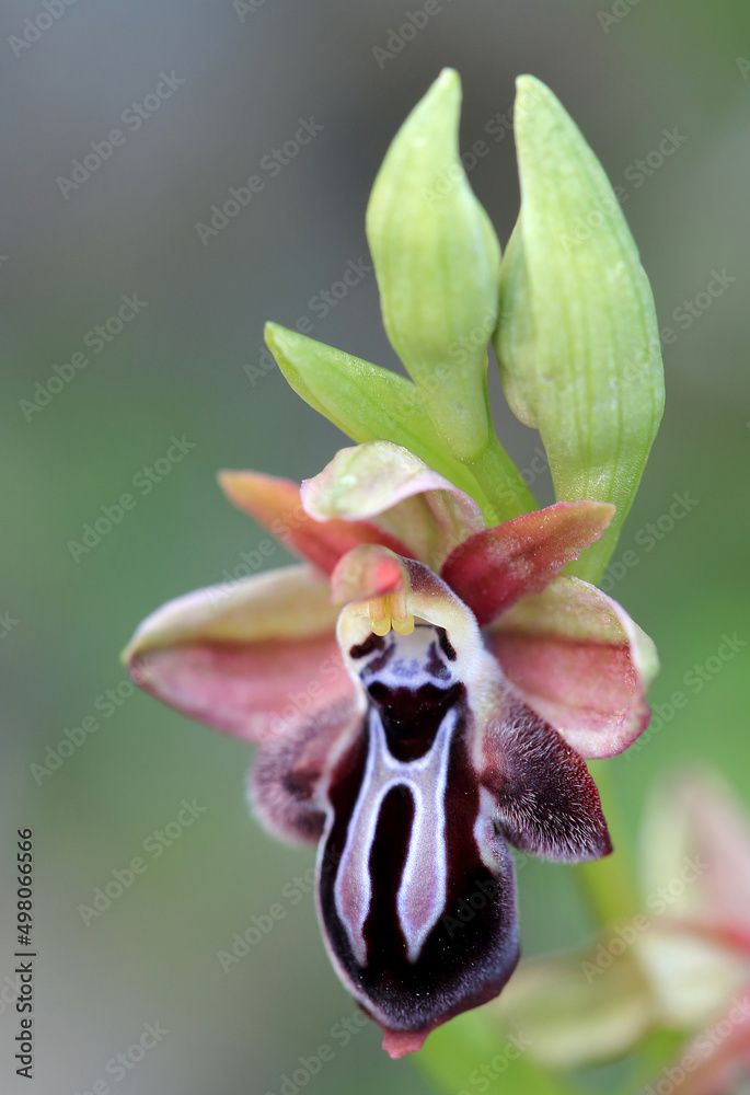 Rare, endemic Cretan bee-orchid (Ophrys cretica ssp. ariadne) on xerothermic grassland in Crete