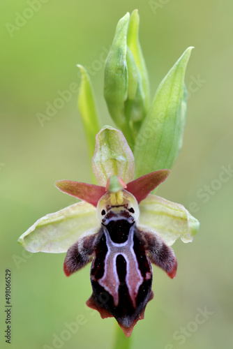 Obraz na płótnie Rare, endemic Cretan bee-orchid (Ophrys cretica ssp. ariadne) on xerothermic grassland in Crete w salonie