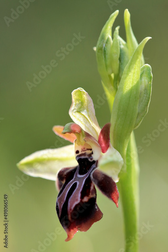Obraz na płótnie Rare, endemic Cretan bee-orchid (Ophrys cretica ssp. ariadne) on xerothermic grassland in Crete w salonie