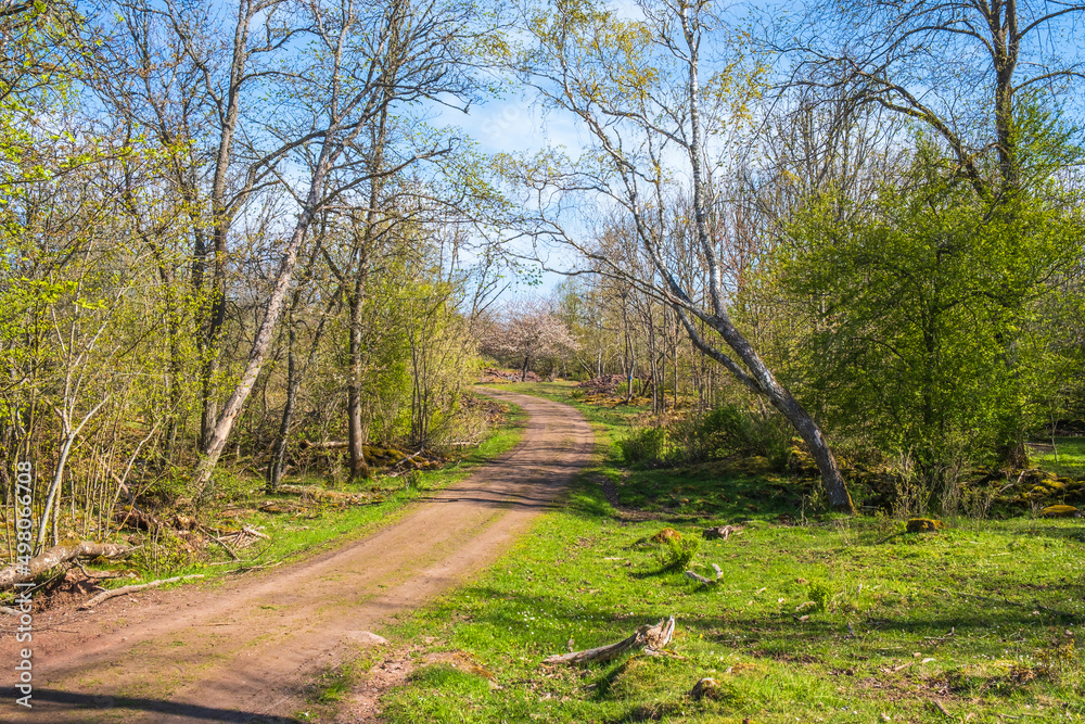Gravel road in a budding forest at spring