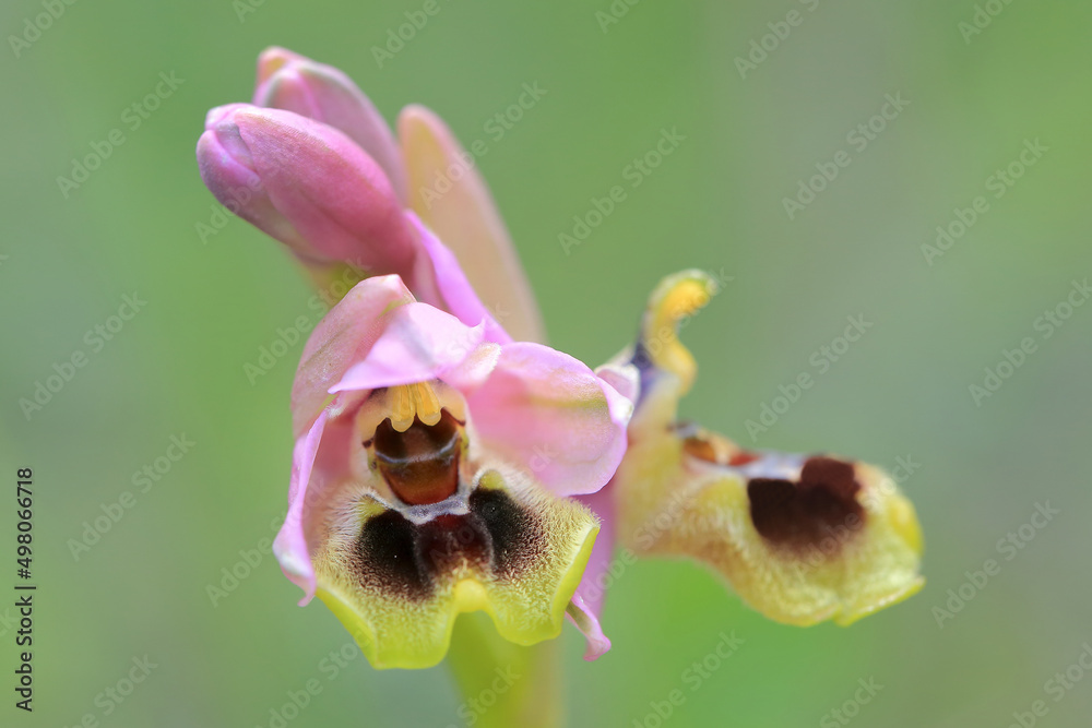 Saw-fly Orchid (Ophrys tenthredinifera) on xerothermic grassland in Crete