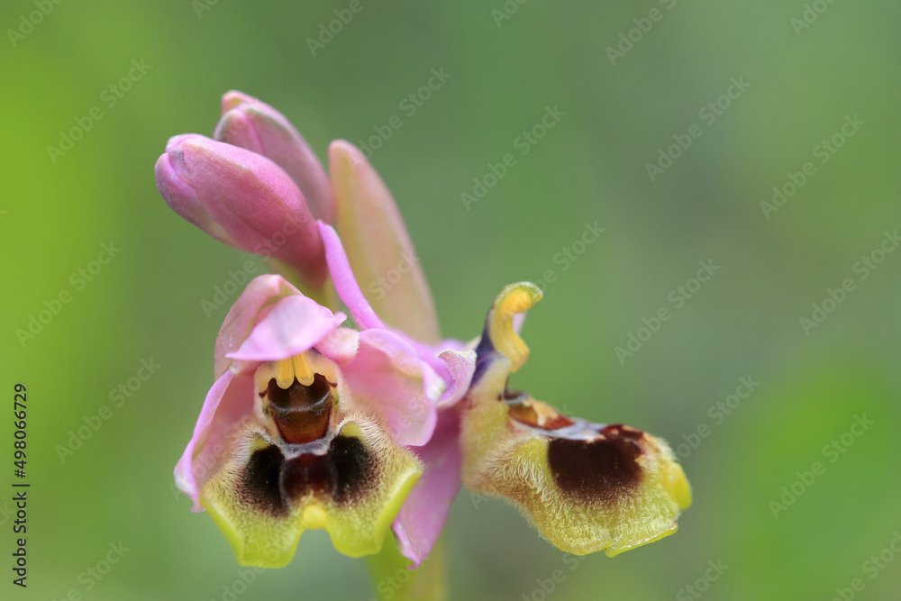 Saw-fly Orchid (Ophrys tenthredinifera) on xerothermic grassland in Crete