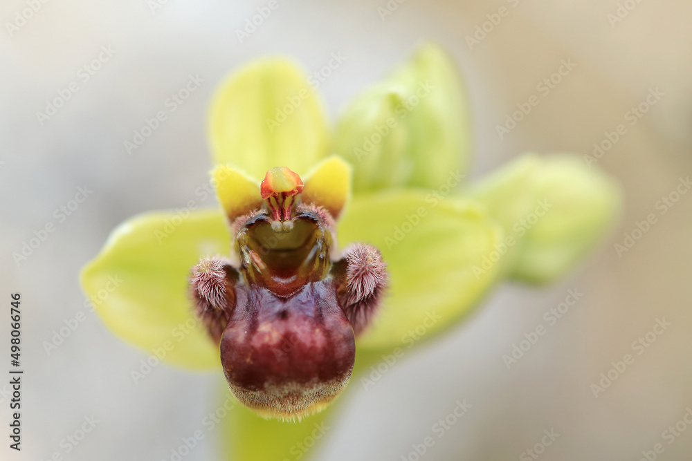 The bumblebee orchid (Ophrys bombyliflora) on xerothermic grassland in Crete