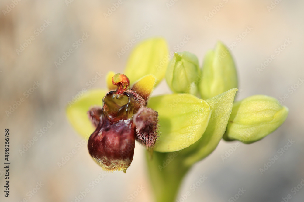 The bumblebee orchid (Ophrys bombyliflora) on xerothermic grassland in Crete