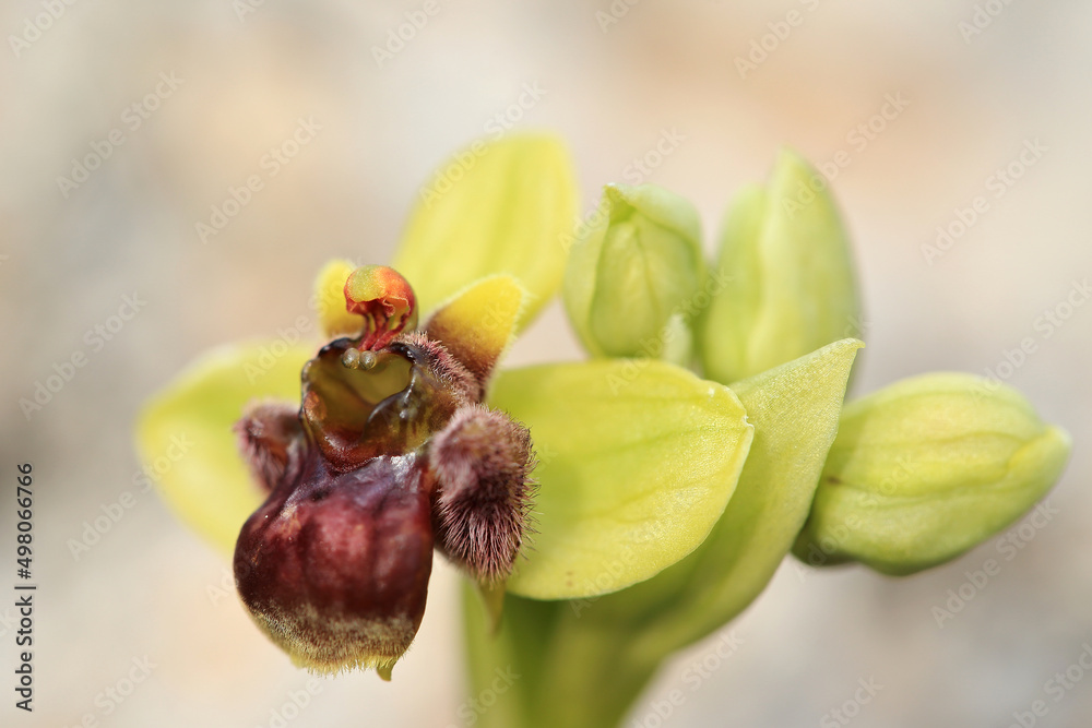 The bumblebee orchid (Ophrys bombyliflora) on xerothermic grassland in Crete